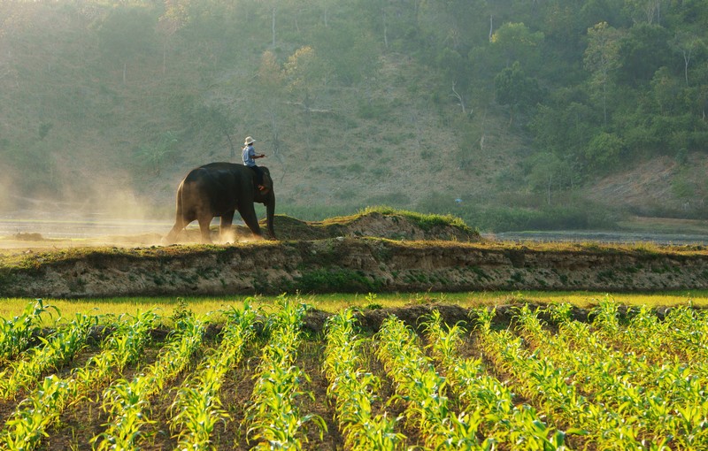 Pleiku - Măng Đen 